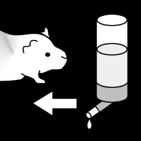 guinea pig: give water